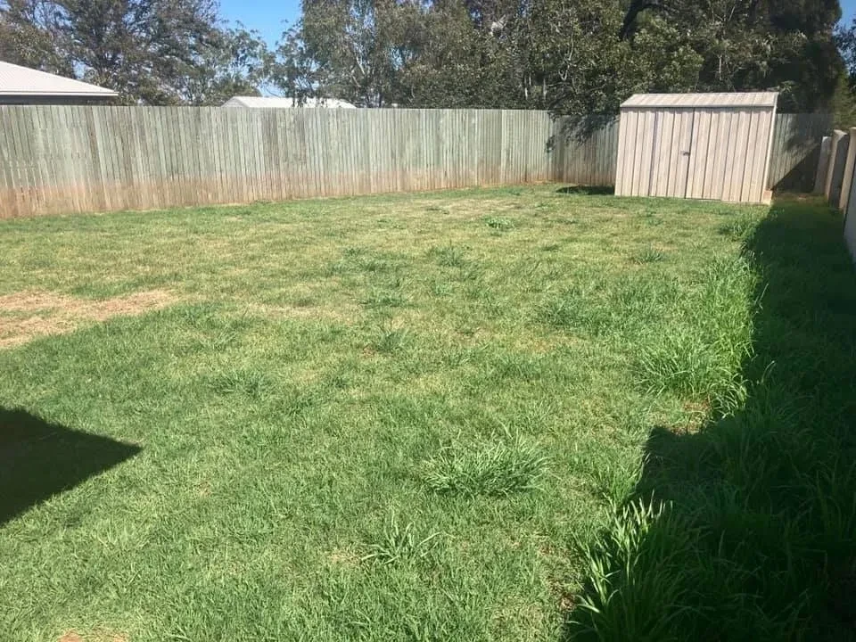 Neat lawn with concrete wall and garden shed