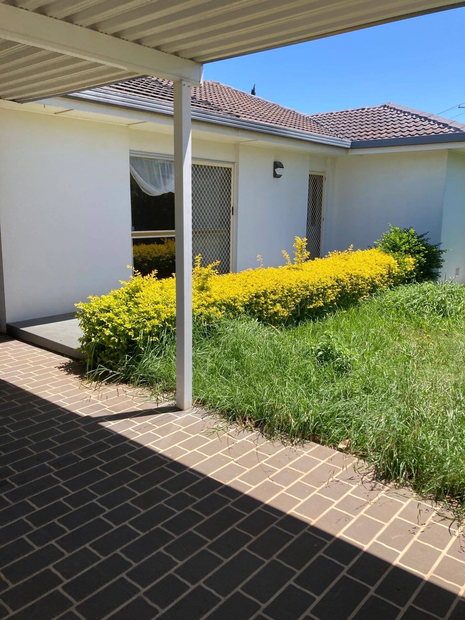 Modern patio with yellow flowering shrubs